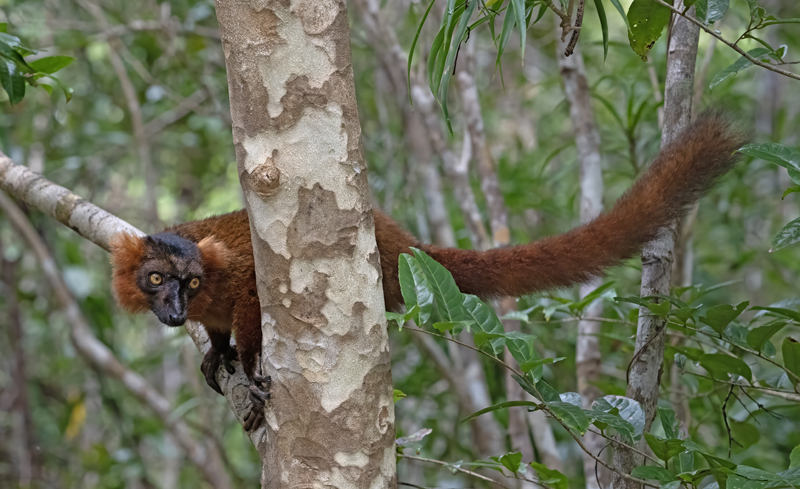 Hyprid_Black+Crowmed_Lemur_24_Madagascar_020