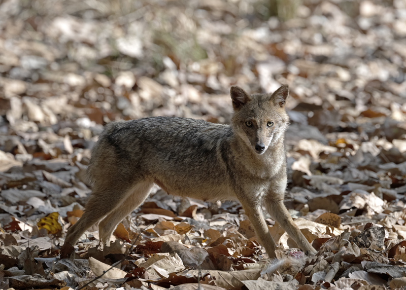 Indian_Jackal_25_India_025