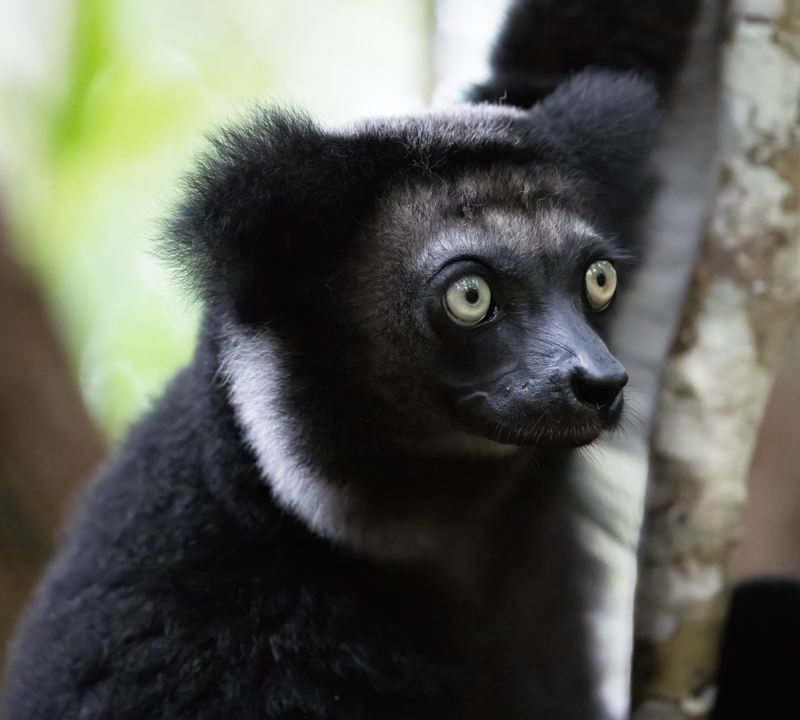 Indri_Lemur_24_Madagascar_001