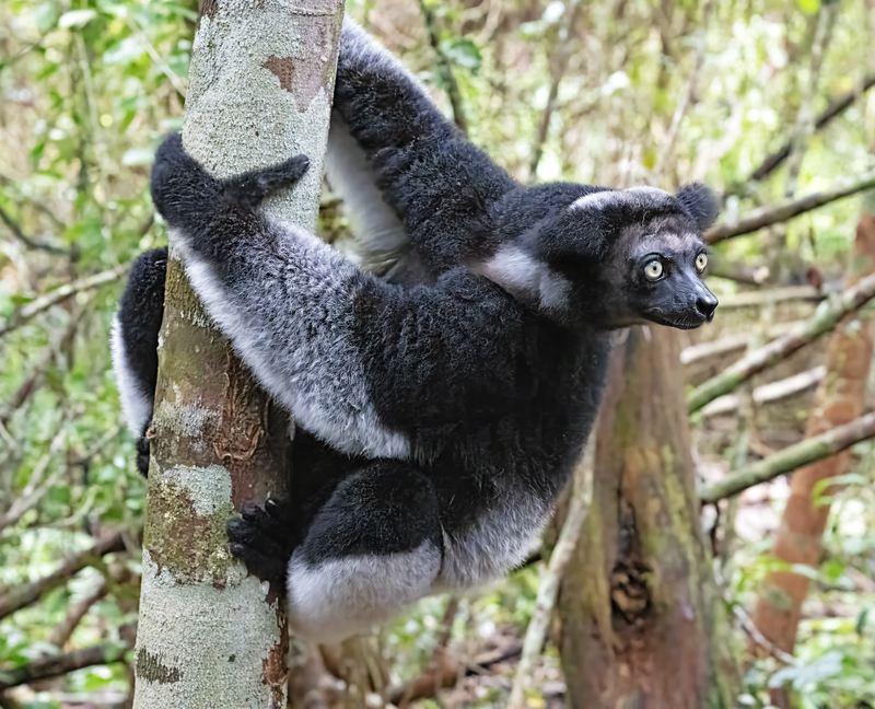 Indri_Lemur_24_Madagascar_215