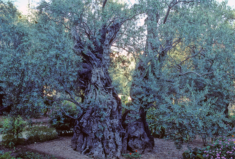 Israel_90_007