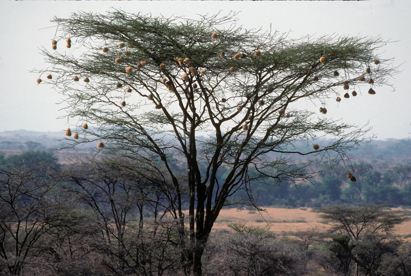 Kenya_90_040