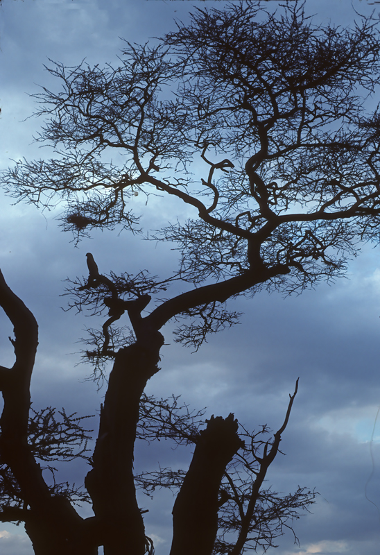 Kenya_90_042