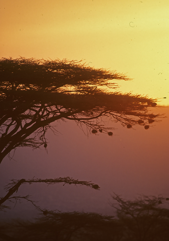 Kenya_90_048
