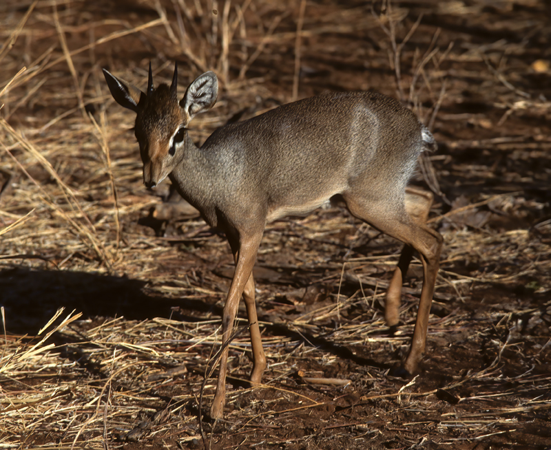 Kirks_Dik-dik_90_Kenya_001