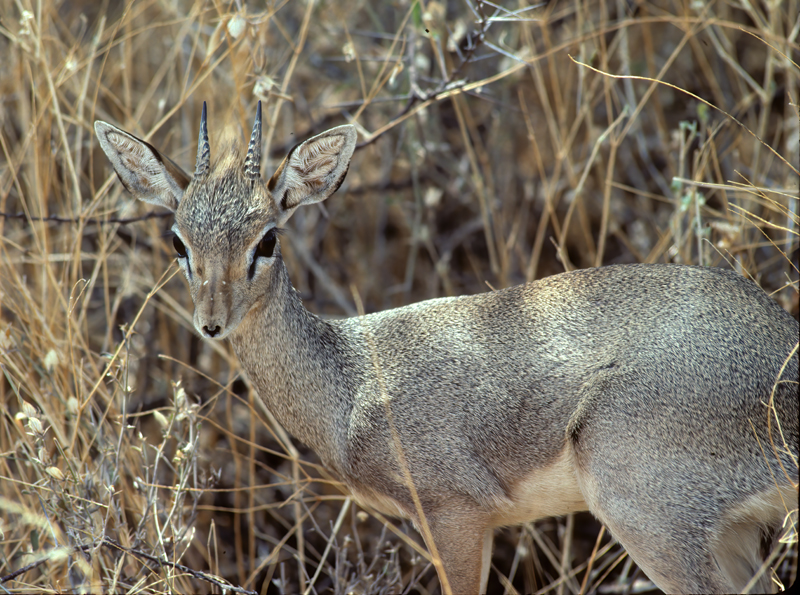 Kirks_Dik-dik_90_Kenya_002