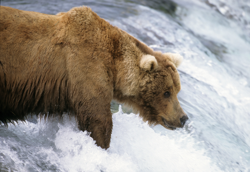 Kodiak_Brown_Bear_98_AK_002