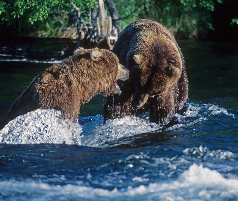 Kodiak_Brown_Bear_98_AK_004