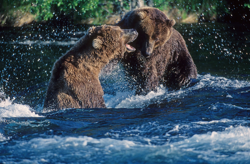 Kodiak_Brown_Bear_98_AK_005