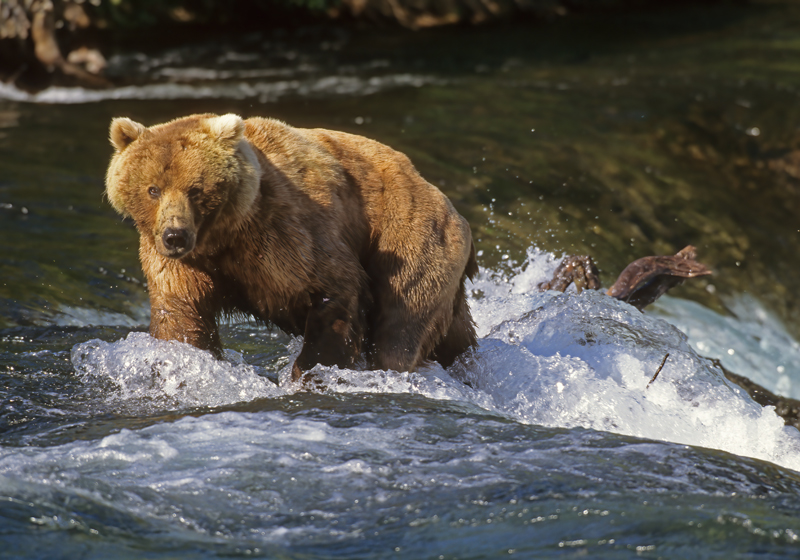 Kodiak_Brown_Bear_98_AK_006