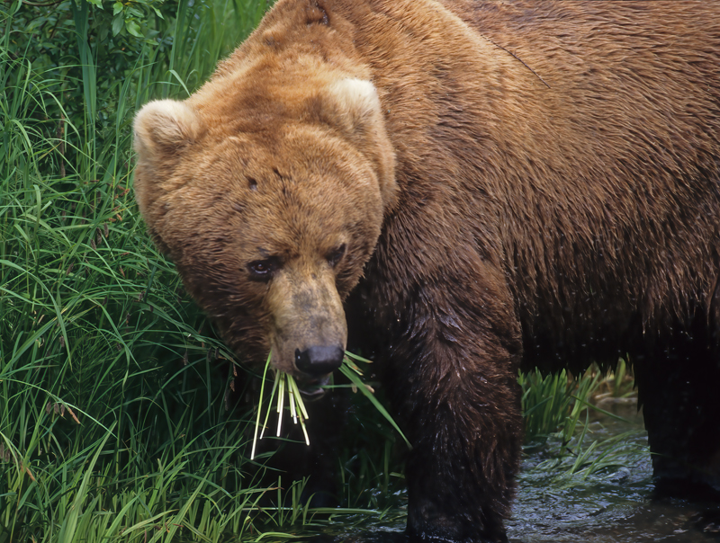 Kodiak_Brown_Bear_98_AK_008