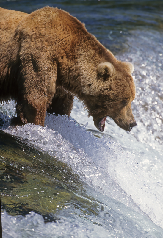 Kodiak_Brown_Bear_98_AK_010