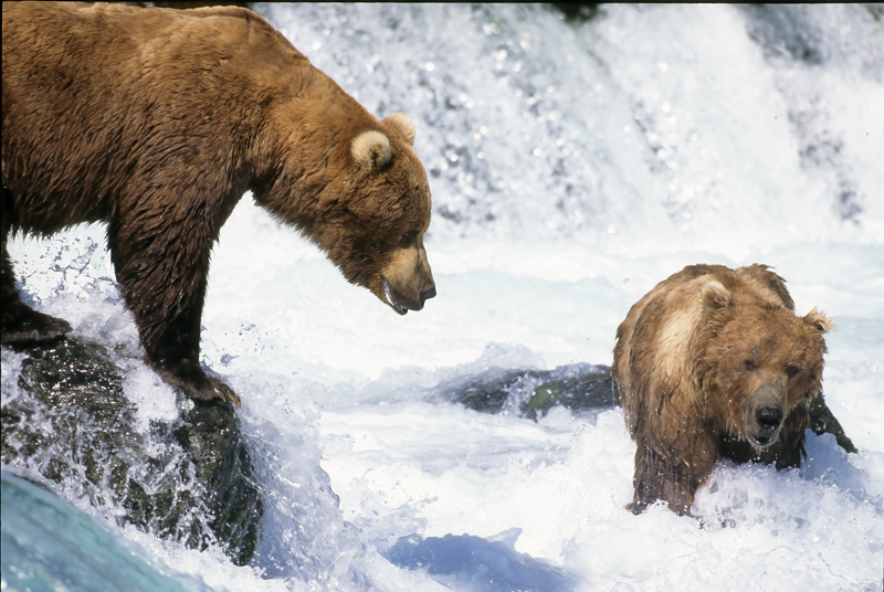 Kodiak_Brown_Bear_98_AK_011