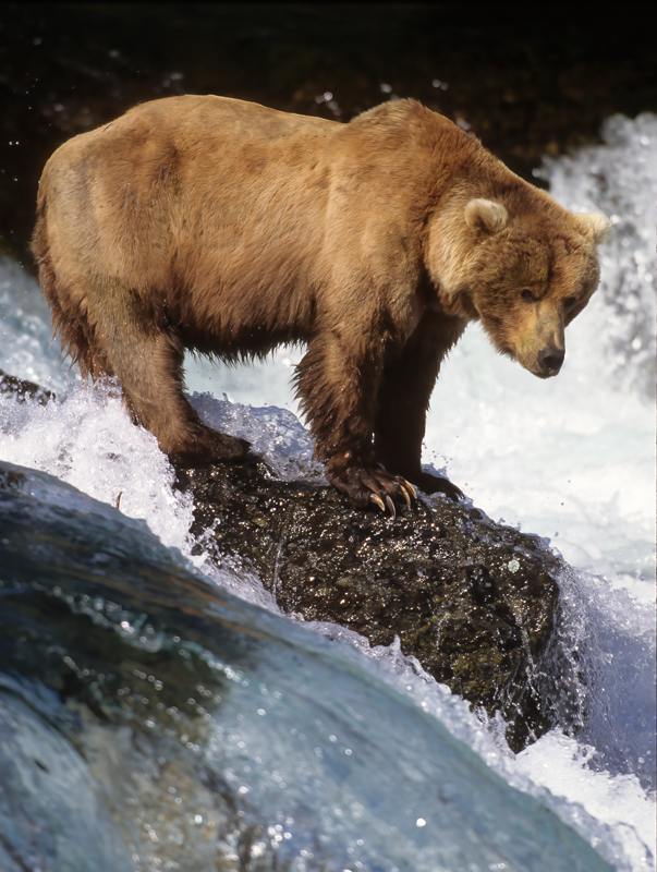 Kodiak_Brown_Bear_98_AK_013