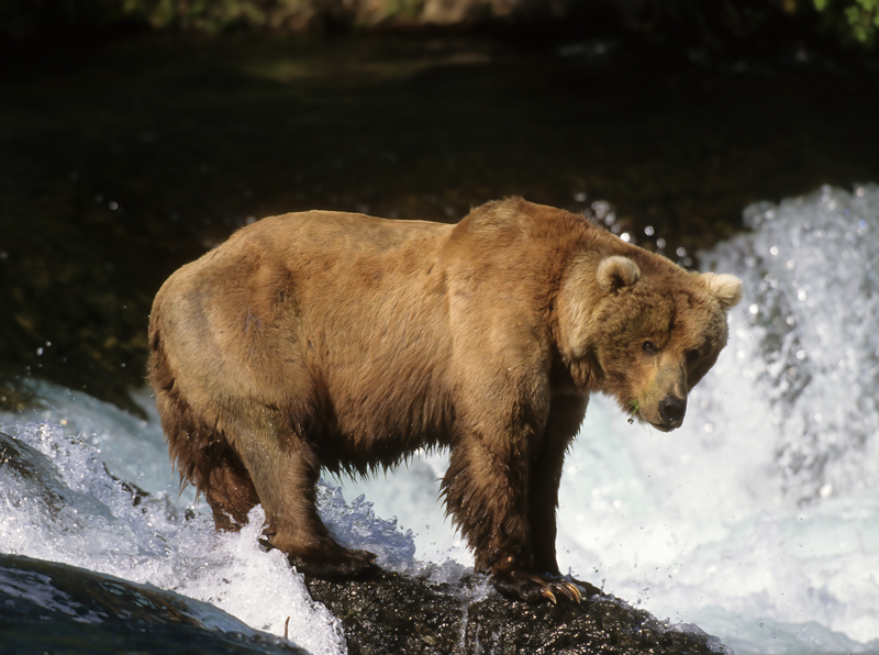 Kodiak_Brown_Bear_98_AK_015