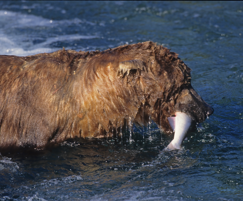 Kodiak_Brown_Bear_98_AK_016