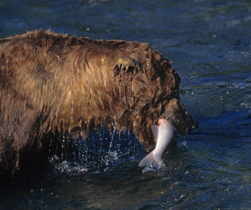 Kodiak_Brown_Bear_98_AK_017