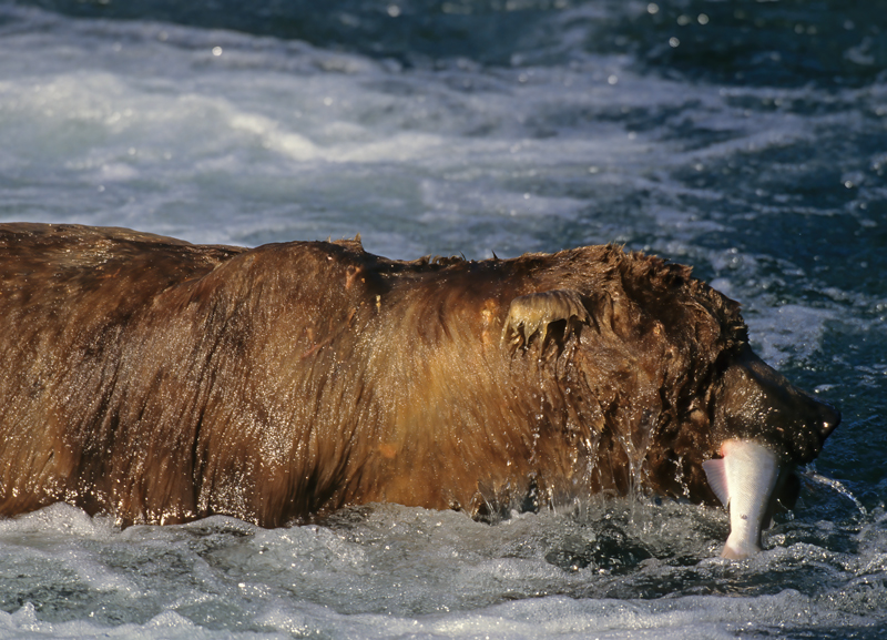 Kodiak_Brown_Bear_98_AK_018