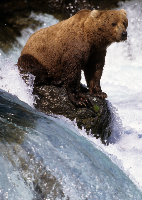Kodiak_Brown_Bear_98_AK_019