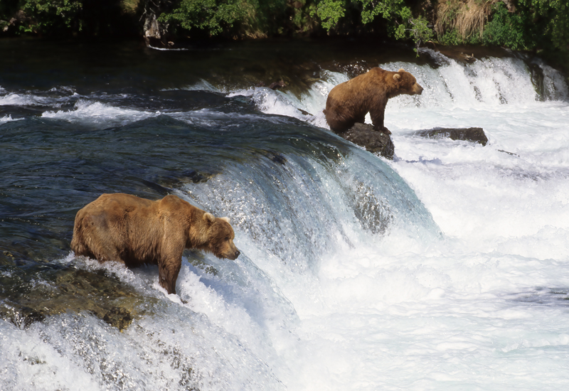 Kodiak_Brown_Bear_98_AK_020