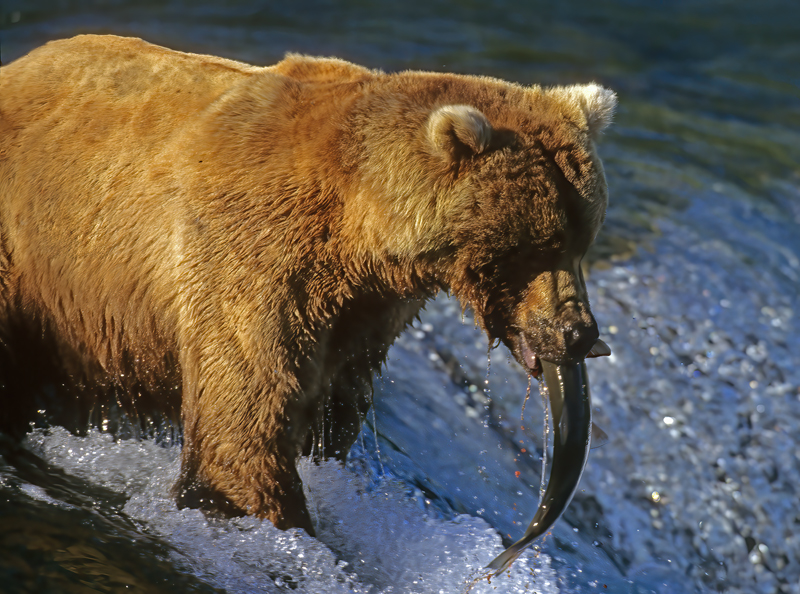 Kodiak_Brown_Bear_98_AK_023