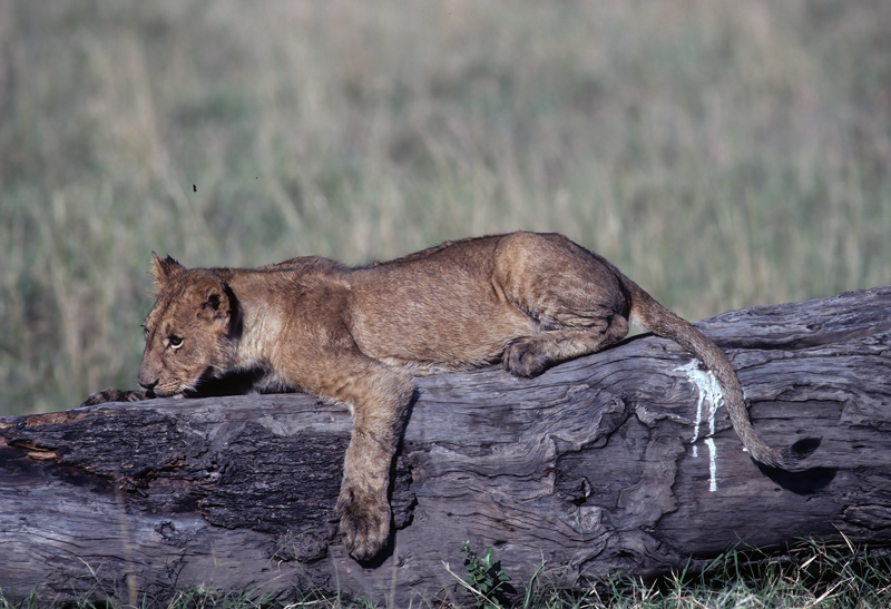 Lion_90_Kenya_001