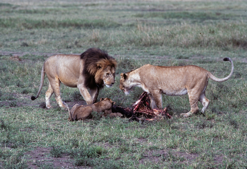 Lion_90_Kenya_004