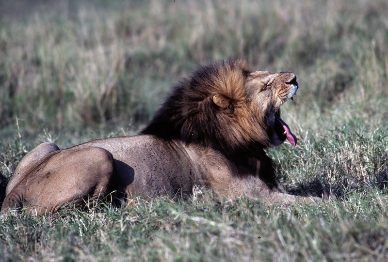 Lion_90_Kenya_007