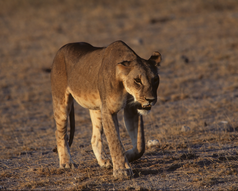 Lion_90_Kenya_008