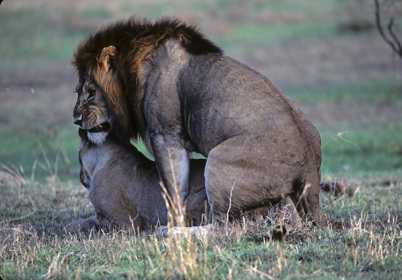 Lion_90_Kenya_009