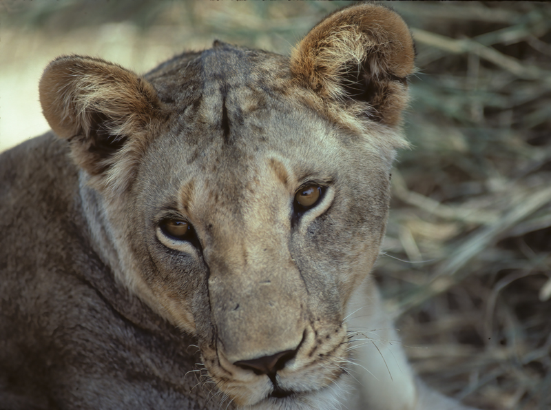 Lion_90_Kenya_011
