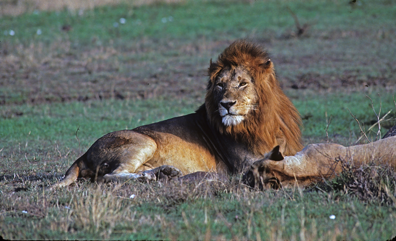 Lion_90_Kenya_012