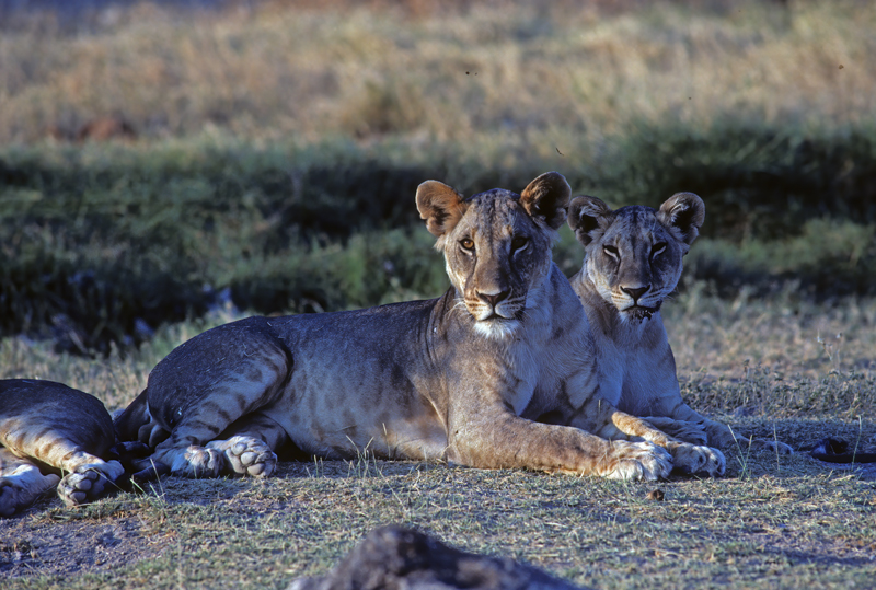 Lion_90_Kenya_014