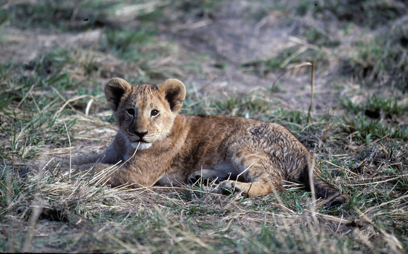 Lion_90_Kenya_018