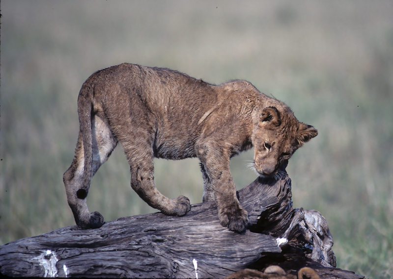 Lion_90_Kenya_020