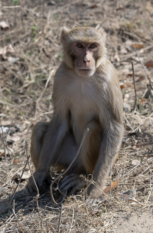 Macaque_25_India_005