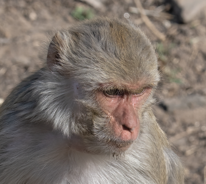Macaque_25_India_011