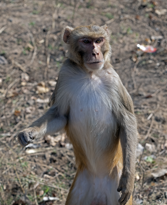 Macaque_25_India_017