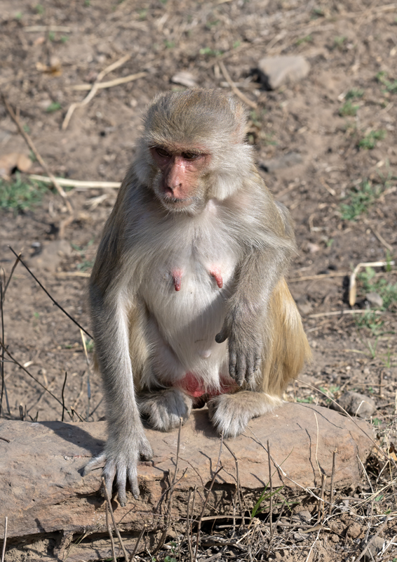 Macaque_25_India_021