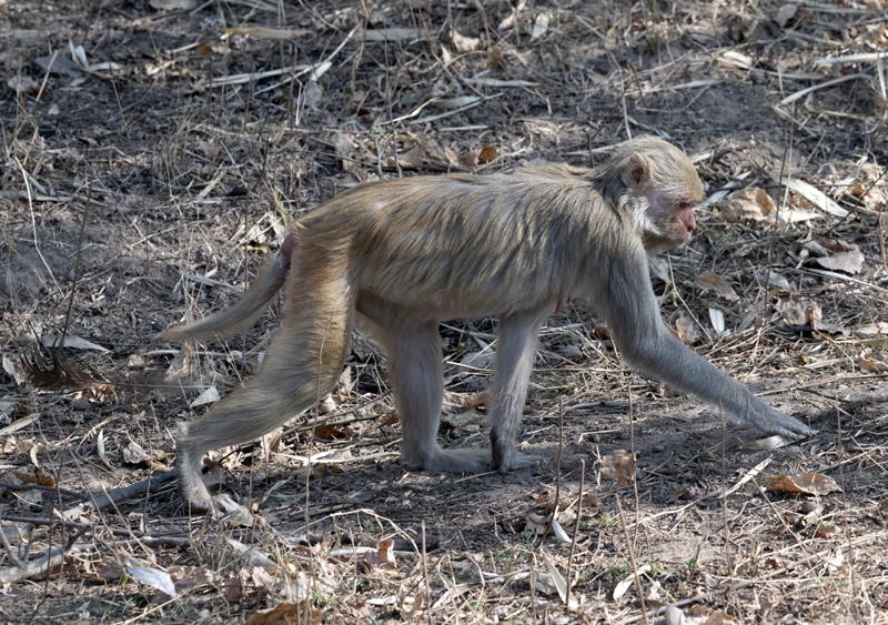 Macaque_25_India_026