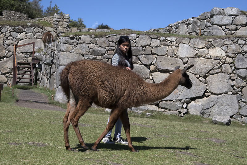 Machu_Picchu_17_Peru_431