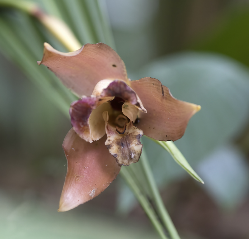 Machu_Picchu_Flowers_17_Peru_003