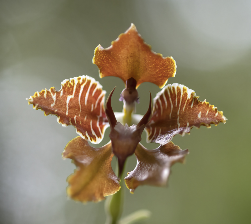 Machu_Picchu_Flowers_17_Peru_018