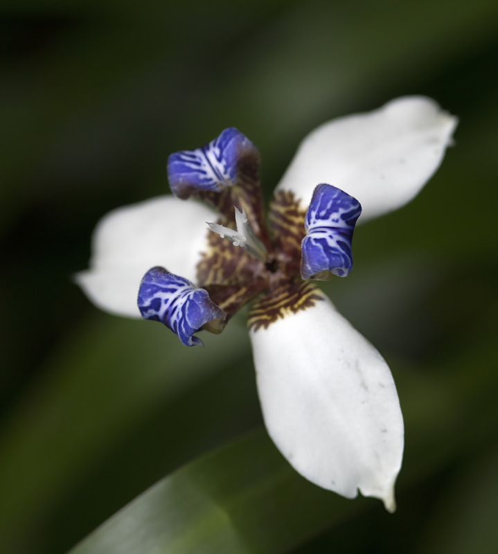 Machu_Picchu_Flowers_17_Peru_033