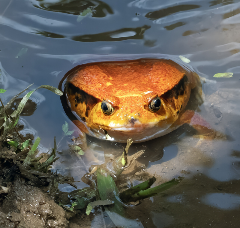 Madagascar_Tomato_Frog_24_Madagascar_001