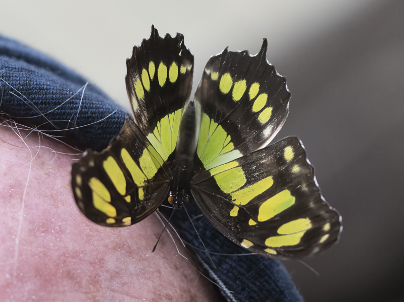 Malachite_Butterfly_18_Costa_Rica_001