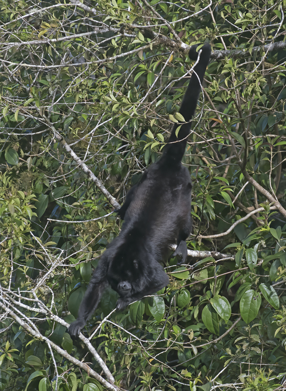 Mantled_Howler_17_Costa_Rica_008