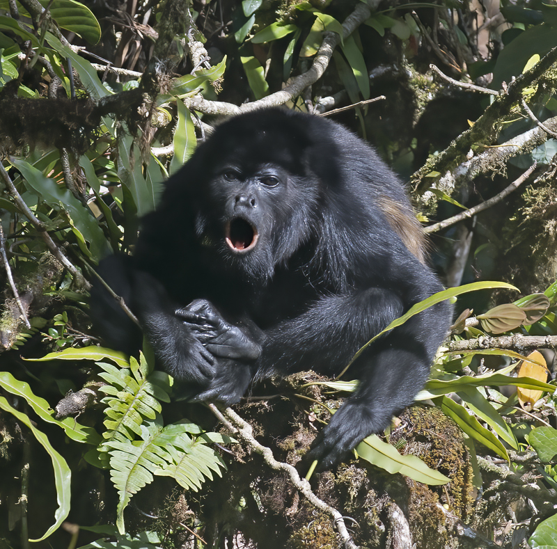 Mantled_Howler_17_Costa_Rica_029