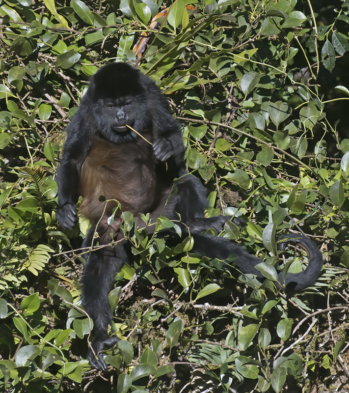 Mantled_Howler_17_Costa_Rica_038