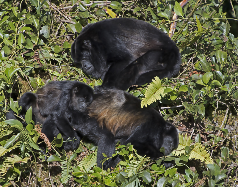 Mantled_Howler_17_Costa_Rica_094